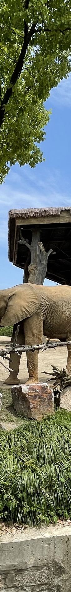 上海野生动物园-上海