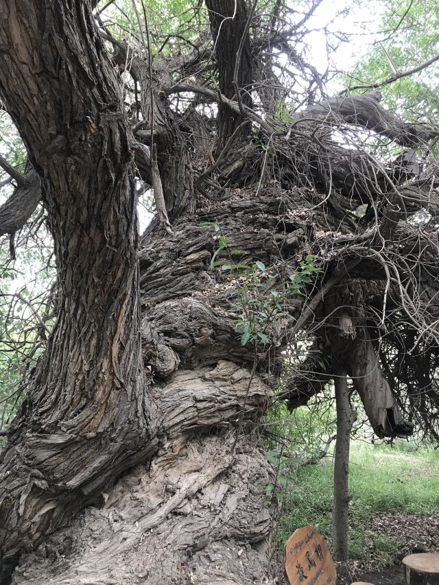 天山神木园旅行图片 1