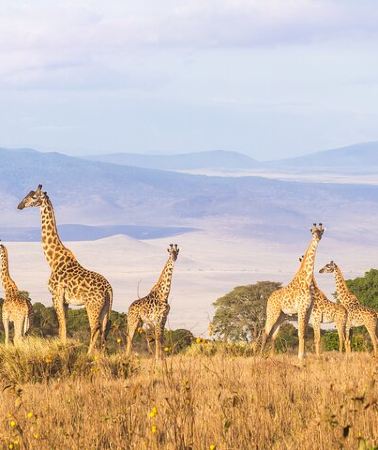 3D2N • 3 Day tour Tarangire, Ngorongoro crater & Lake Manyara