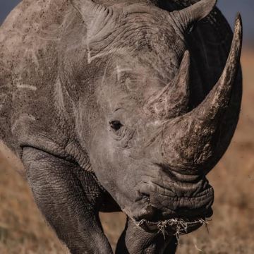 肯尼亚马赛马拉国家公园+肯尼亚山+奈瓦沙+纳库鲁9日8晚私家团