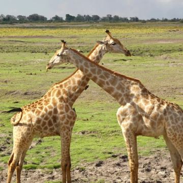 肯尼亚+马赛马拉国家保护区+马拉河+长颈鹿中心5日4晚私家团