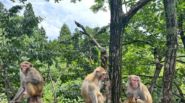 3-Day Private Zhangjiajie Tour·Zhangjiajie National Forest Park | Golden Whip Stream | Great Canyon