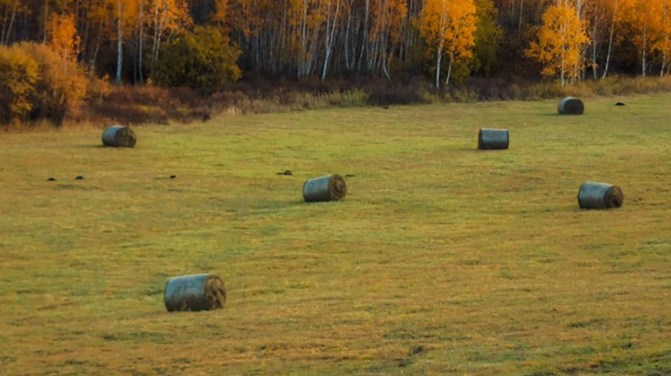 8-Day China + Inner Mongolia + Hulunbuir + Hulunbuir Grasslands + Moergle River Scenic Area
