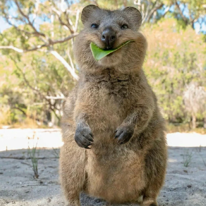 西澳大利亚+杰拉尔顿+巴瑟尔顿10日跟团游