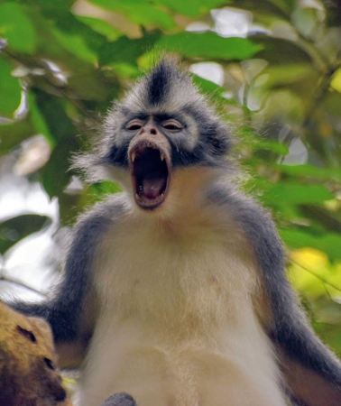 5D4N • Medan: Bukit Lawang & Berastagi 5-Day Adventure Tour