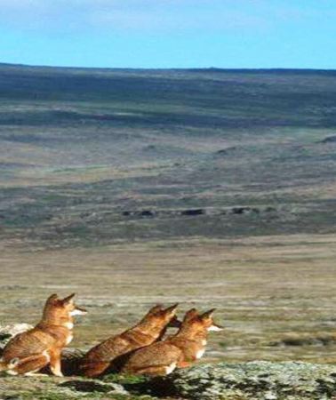 3D2N • From Addis Ababa: 3-Day Bale Mountains National Park Tour