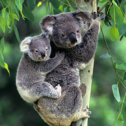 澳大利亚悉尼+布里斯班+黄金海岸+墨尔本11日9晚私家团