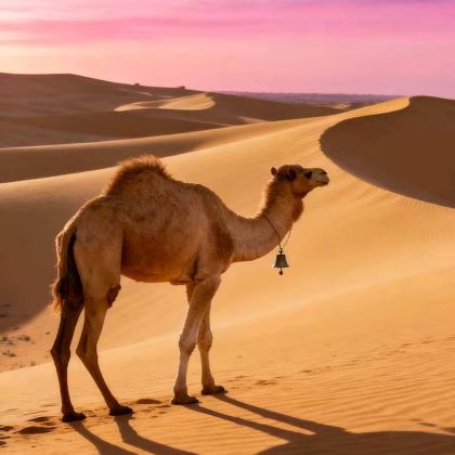 宁夏中卫腾格里沙漠2日1晚自由行