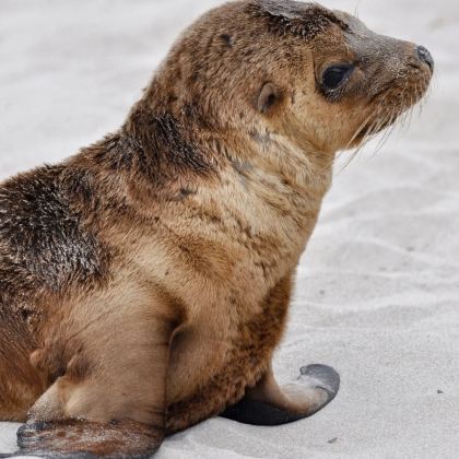 澳大利亚墨尔本+阿德莱德+大洋路+菲利普岛+莫宁顿半岛+海豹湾10日9晚私家团
