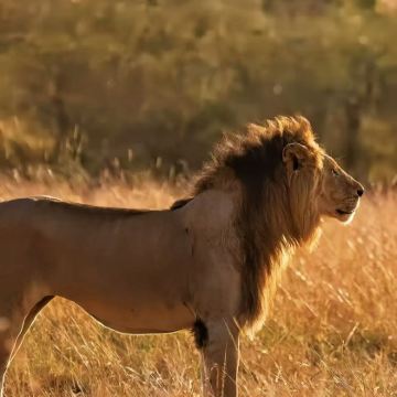 肯尼亚10日9晚私家团