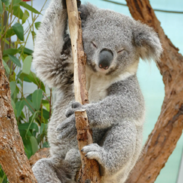 澳大利亚悉尼+墨尔本8日7晚拼小团