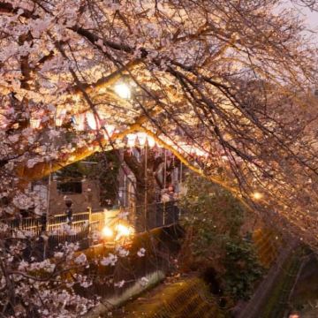 日本东京+富士山+箱根5日4晚私家团