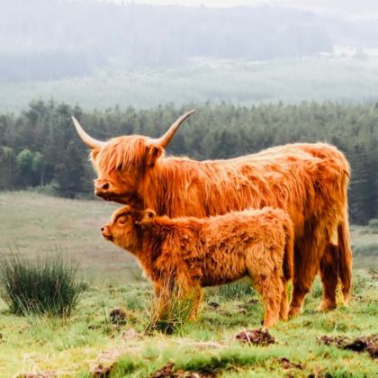 英国伦敦+剑桥+温德米尔+爱丁堡+约克+苏格兰高地+天空岛+七姐妹悬崖12日11晚拼小团