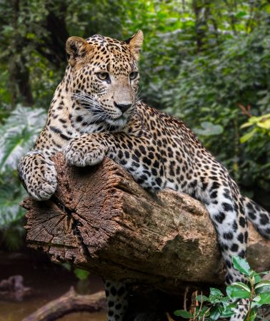 8D7N • 5-diamond hotels throughout the trip, 2 consecutive nights by the beach,Yala National Park Safari, Galle Fort, World Heritage Sigiriya Lion Rock, Hill Country Tea Plantation & Coastal Train