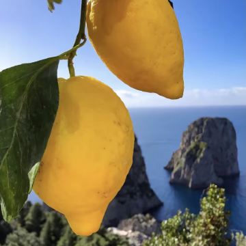 罗马+阿马尔菲+索伦托+马泰拉+巴里+阿尔贝罗贝洛+科森扎+那不勒斯+卡普里岛9日8晚拼小团