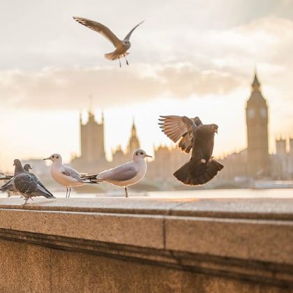 英国伦敦+剑桥+温莎5日4晚拼小团