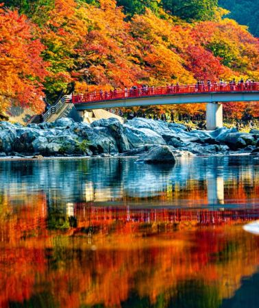12D11N • Honshu Autumn  foliages Tour: Tokyo Japanese garden + Mt. Fuji & Kawaguchiko Lake + Nagoya Kagami River + Kyoto Ancient Temple Autumn Night Illumination + Osaka Autumn Leaves with Historic Castle 