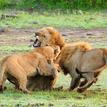 坦桑尼亚8日7晚跟团游