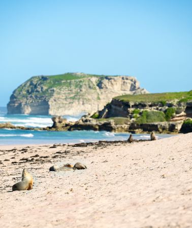 2D1N • Australia Adelaide Hahndorf + Adelaide Hills + Kangaroo Island