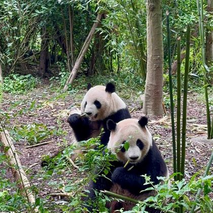 重庆+成都+三星堆博物馆+都江堰景区7日6晚私家团