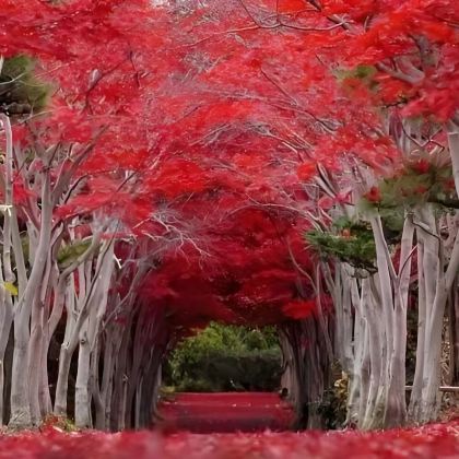 日本北海道+大阪7日6晚私家团