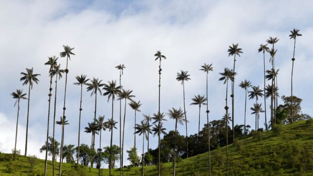 9-Day Colombia Express Tour from Bogotá·Armenia, Salento, Medellín, Cartagena and Guatapé | Cocora Valley