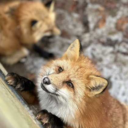 日本东京+银山温泉+大内宿+新宿御苑5日4晚私家团