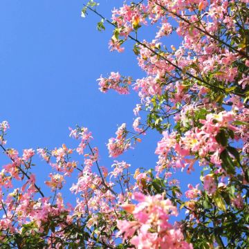 厦门+漳州+龙岩+武夷山7日6晚私家团