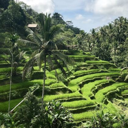 巴厘岛+佩妮达岛+科莫多6日5晚拼小团