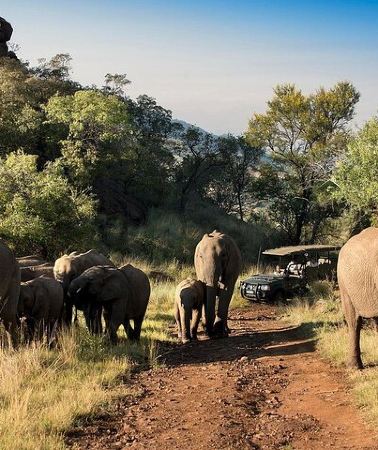 2D1N • 2 Day Pilanesberg Camping Safari from Johannesburg