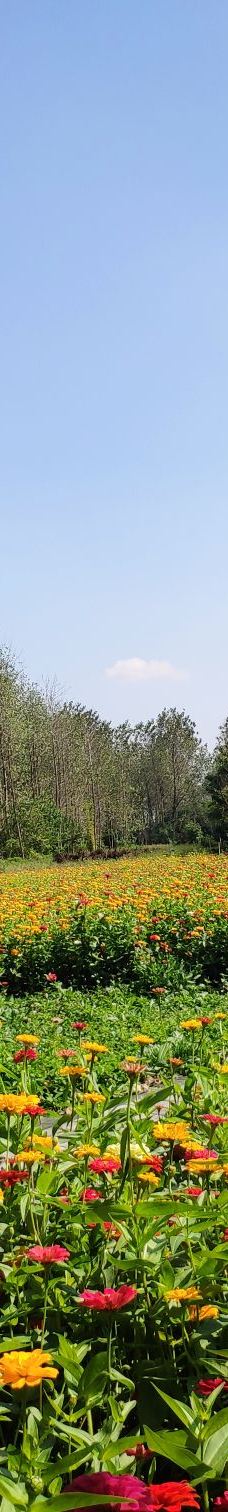 溱湖国家湿地公园-泰州