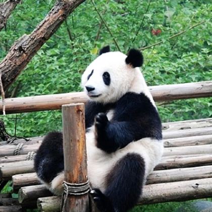 成都大熊猫繁育研究基地+都江堰+青城山2日1晚自由行