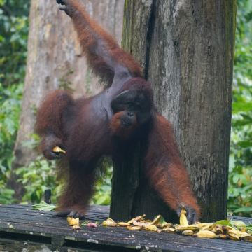 马来西亚沙巴山打根7日6晚私家团