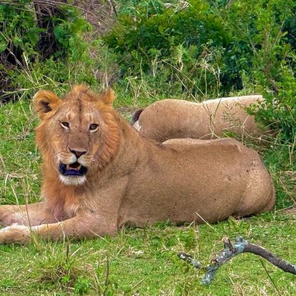 肯尼亚马赛马拉国家公园+纳库鲁湖国家公园+奈瓦沙湖+地狱之门国家公园+安博塞利四大国家公园8日7晚跟团游