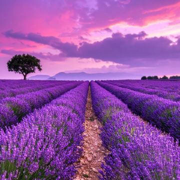 法国普罗旺斯-阿尔卑斯-蓝色海岸大区+摩纳哥城+尼斯+芒通6日5晚跟团游