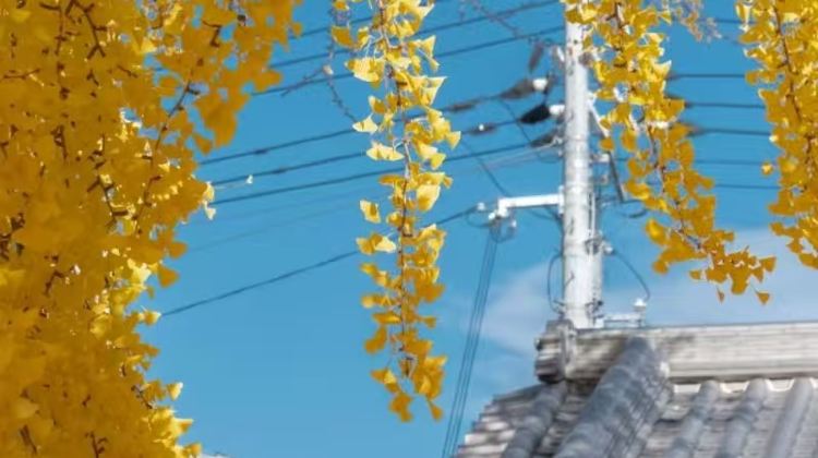<6天>【6日5晚 · 旅行團 · 雲南昆明＋芒市＋瑞麗＋騰衝】·天天發班+保證成團+0購物0自費+杜鵑王森林溫泉+省內雙動車+疊水河瀑布+一寨兩國+熱海公園