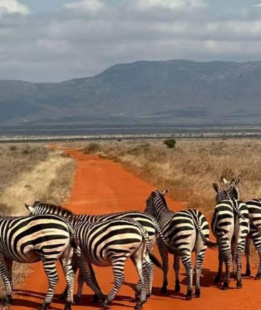 2D1N • 2-Days Wildlife Safari to Tsavo East & Tsavo West Park