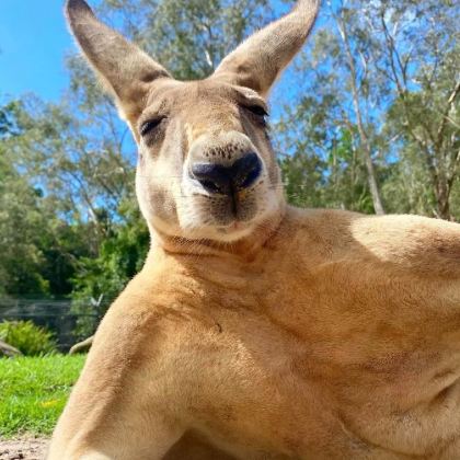 澳大利亚墨尔本+悉尼+新西兰皇后镇+奥克兰13日10晚私家团