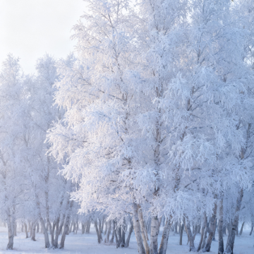 呼伦贝尔+阿尔山+额尔古纳+根河+漠河+北极村9日8晚私家团