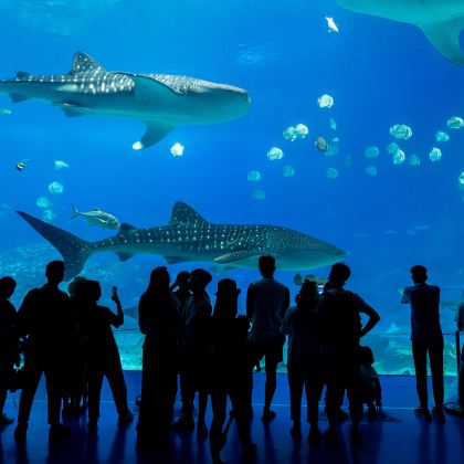 广州+珠海+长隆野生动物世界+珠海长隆海洋王国5日4晚跟团游