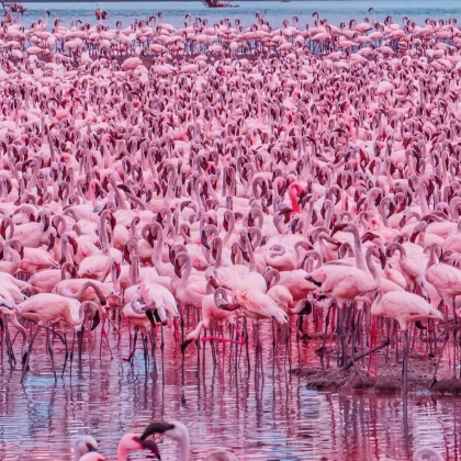 肯尼亚2日1晚跟团游