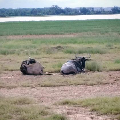 肯尼亚马赛马拉国家保护区+坦桑尼亚塞伦盖蒂国家公园8日7晚自由行