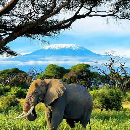 肯尼亚+马赛马拉国家保护区+安波塞利国家公园7日6晚私家团