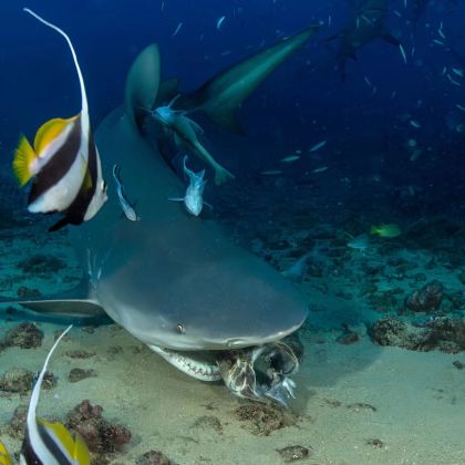 斐济 Cloud 9水上酒吧+夸塔岛+楠迪+玛塔玛奴阿岛(matamanoa)3日2晚私家团