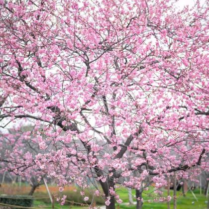 武汉+武汉大学+湖北省博物馆+黄鹤楼4日3晚跟团游