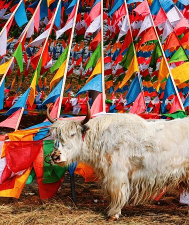 9D8N • No surcharge for Christmas & Flexible and adjustable itinerary: Kunming + Dali + Lijiang + Shangri-La - 3 UNESCO Wonders + Private Vehicle + Attraction Tickets + 2 High-Speed Train Experiences