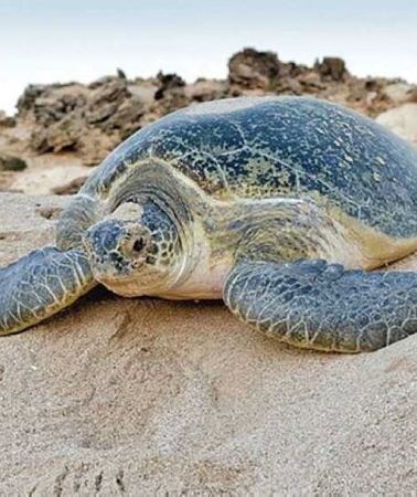 2D1N • Tour Fatimah 2 Days-1 Night In Ras Al Hadd, Oman Tours Package