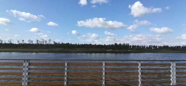 上海滨海森林公园旅行图片 3