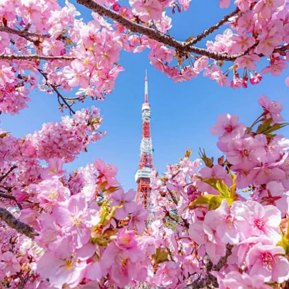 日本东京5日4晚私家团