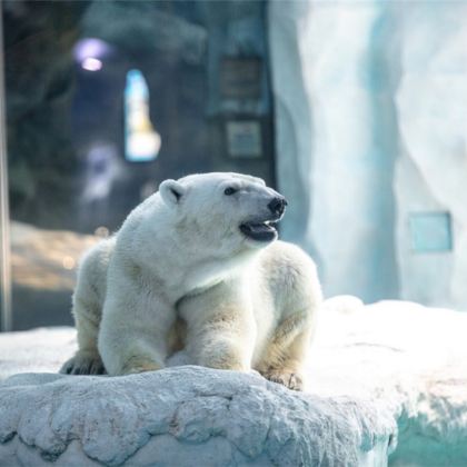 广东珠海长隆旅游度假区+珠海大剧院+珠海渔女+珠海博物馆5日4晚私家团